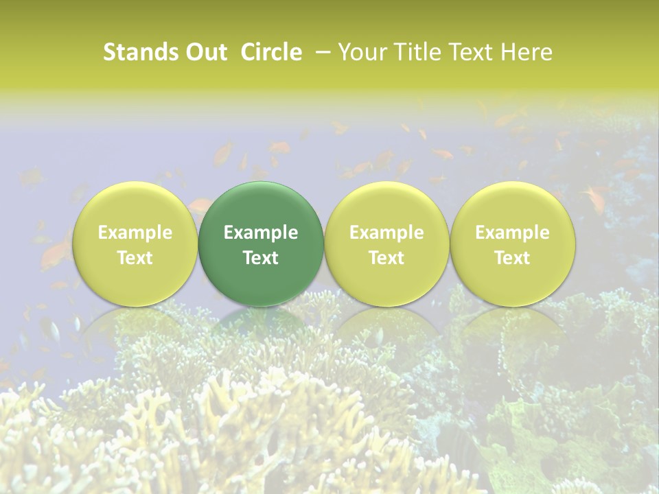 Underwater Landscape With Surgeon-Fish. Red Sea PowerPoint Template