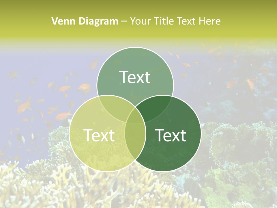 Underwater Landscape With Surgeon-Fish. Red Sea PowerPoint Template