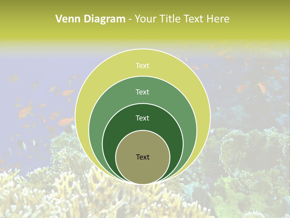 Underwater Landscape With Surgeon-Fish. Red Sea PowerPoint Template