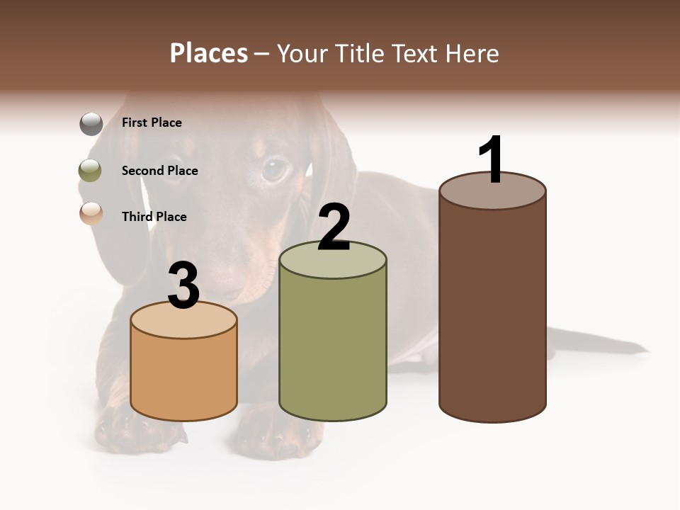 Dachshund On White Background PowerPoint Template