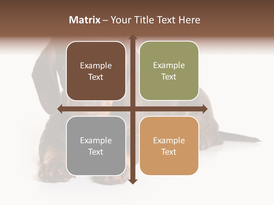 Dachshund On White Background PowerPoint Template