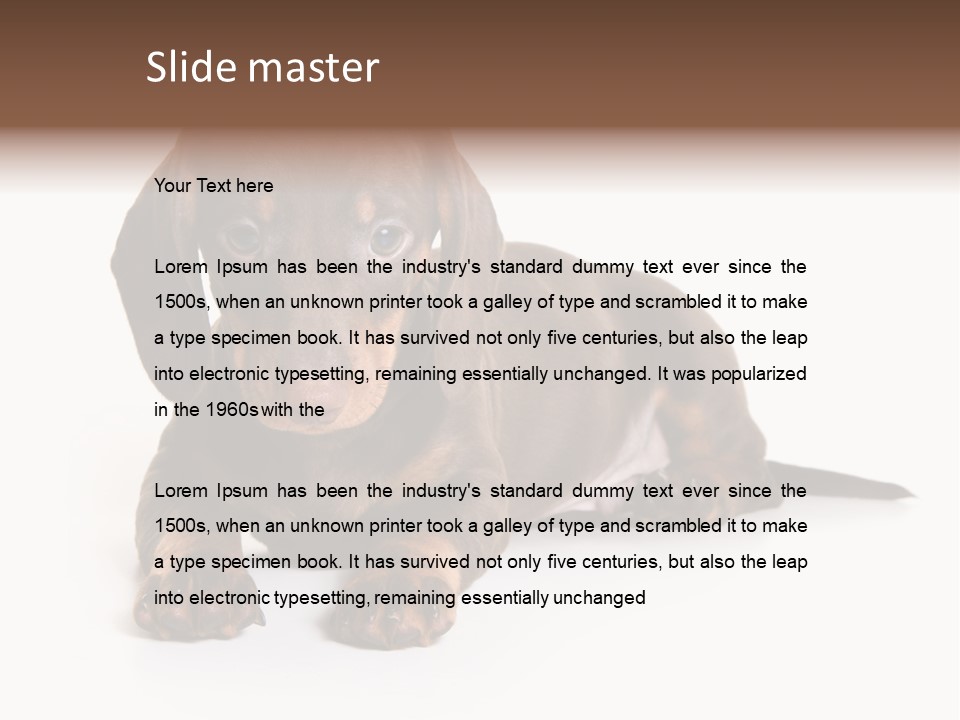 Dachshund On White Background PowerPoint Template