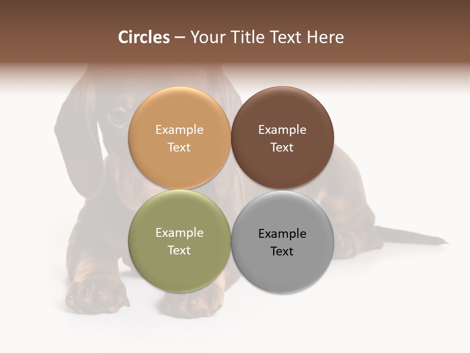 Dachshund On White Background PowerPoint Template