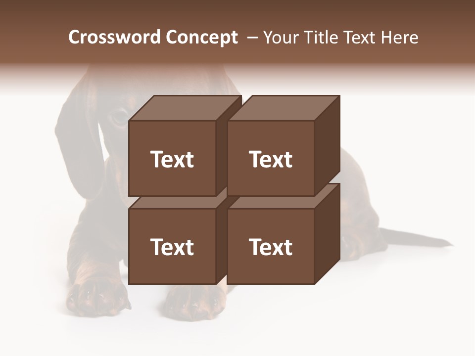 Dachshund On White Background PowerPoint Template