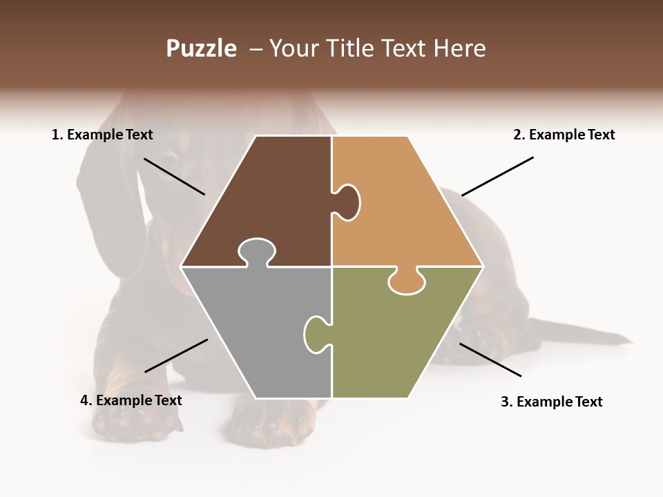 Dachshund On White Background PowerPoint Template