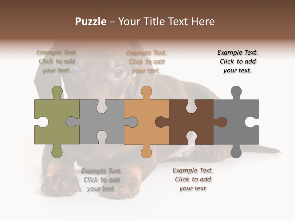 Dachshund On White Background PowerPoint Template