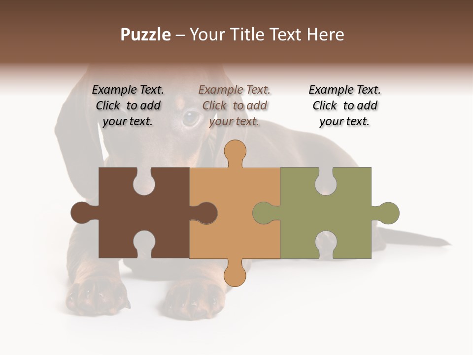 Dachshund On White Background PowerPoint Template