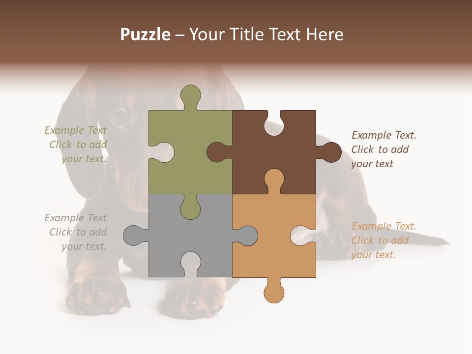 Dachshund On White Background PowerPoint Template