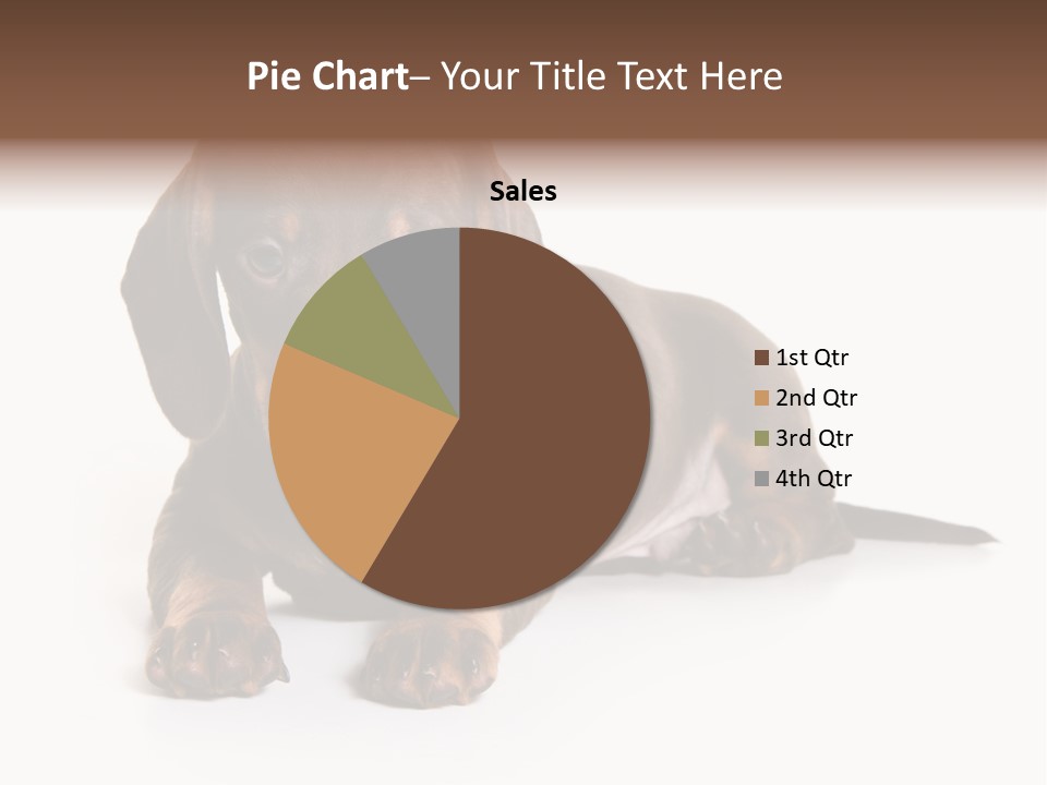 Dachshund On White Background PowerPoint Template