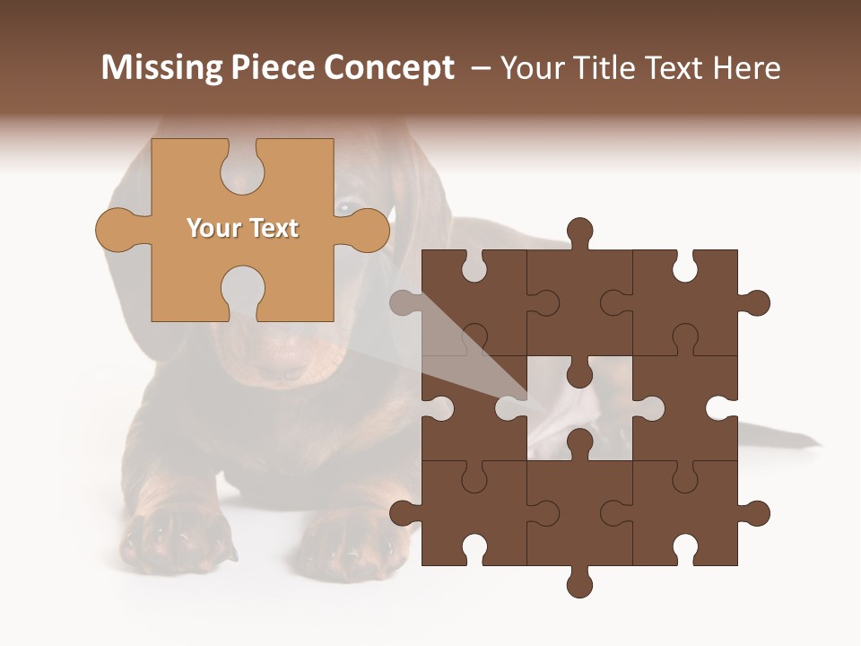 Dachshund On White Background PowerPoint Template