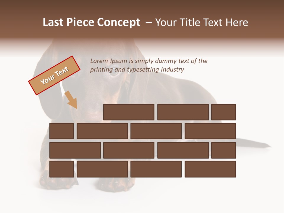 Dachshund On White Background PowerPoint Template