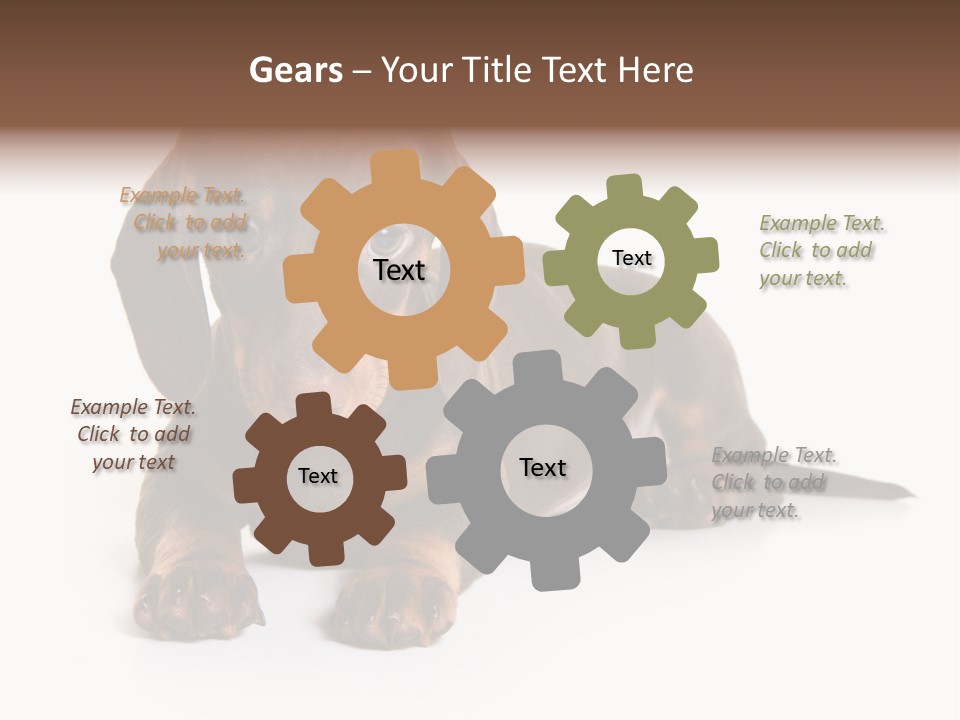 Dachshund On White Background PowerPoint Template