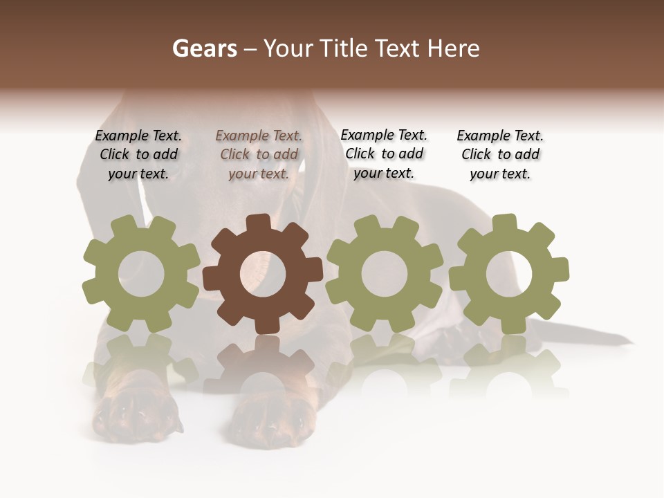 Dachshund On White Background PowerPoint Template