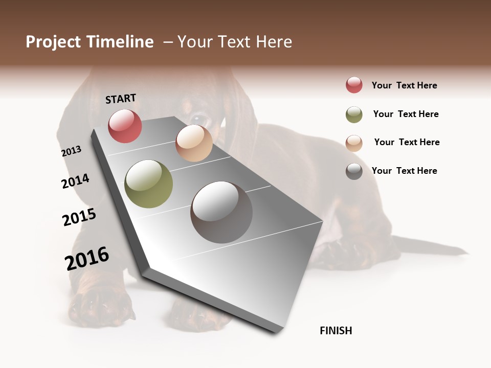 Dachshund On White Background PowerPoint Template