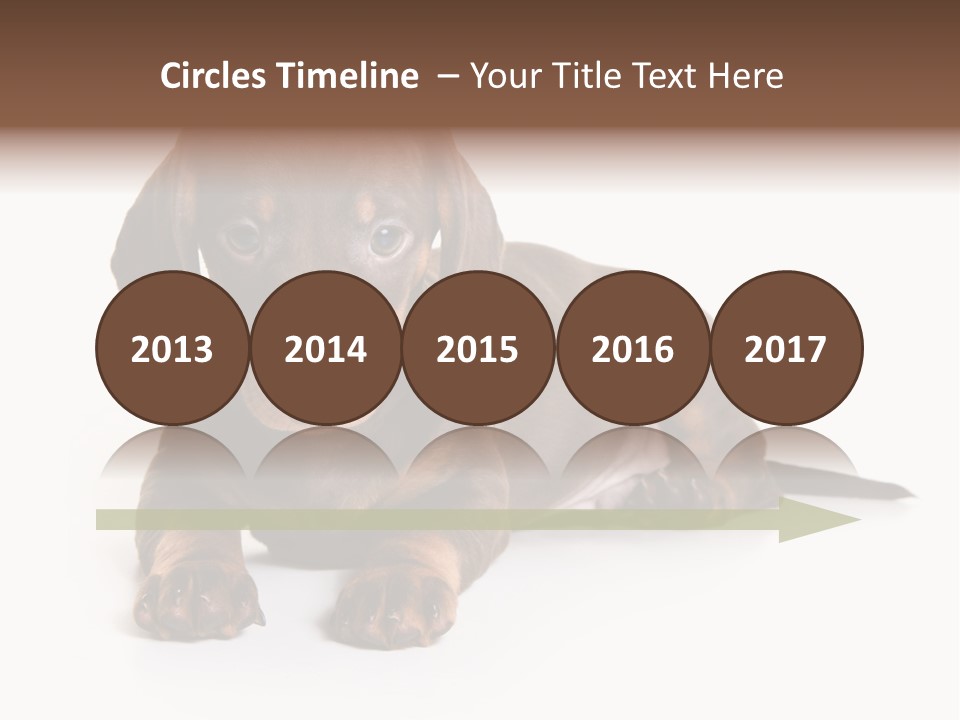 Dachshund On White Background PowerPoint Template