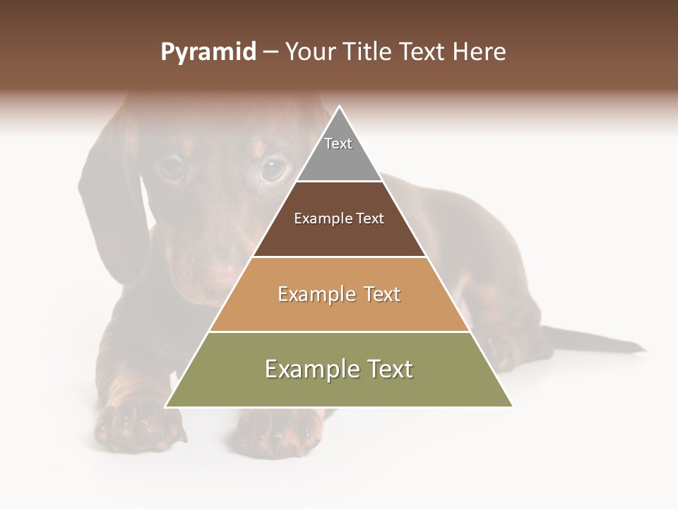 Dachshund On White Background PowerPoint Template