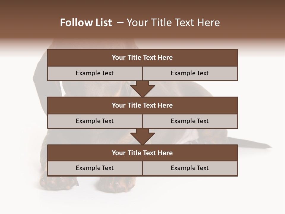 Dachshund On White Background PowerPoint Template