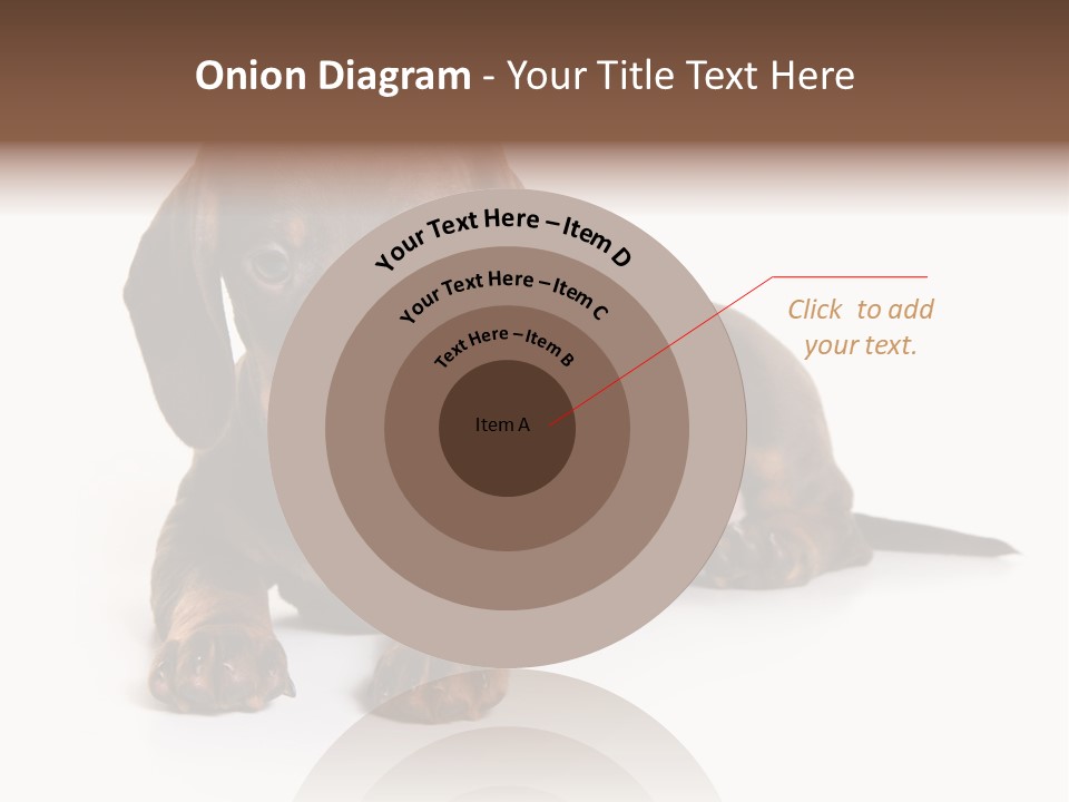 Dachshund On White Background PowerPoint Template