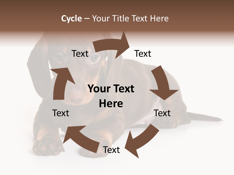 Dachshund On White Background PowerPoint Template