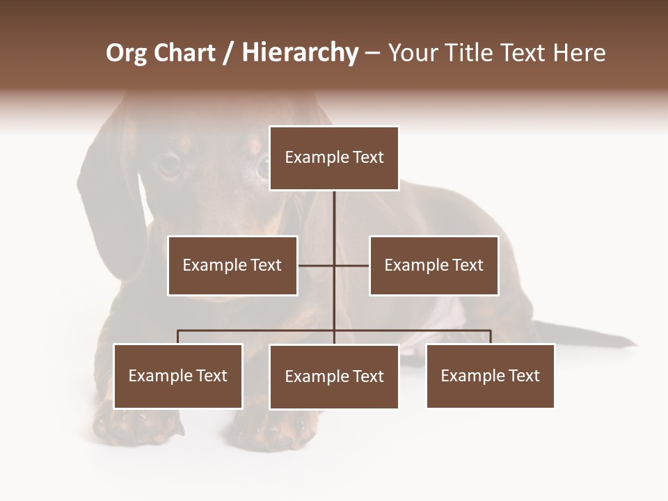 Dachshund On White Background PowerPoint Template