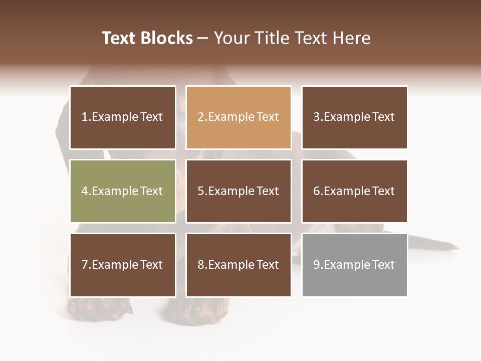 Dachshund On White Background PowerPoint Template