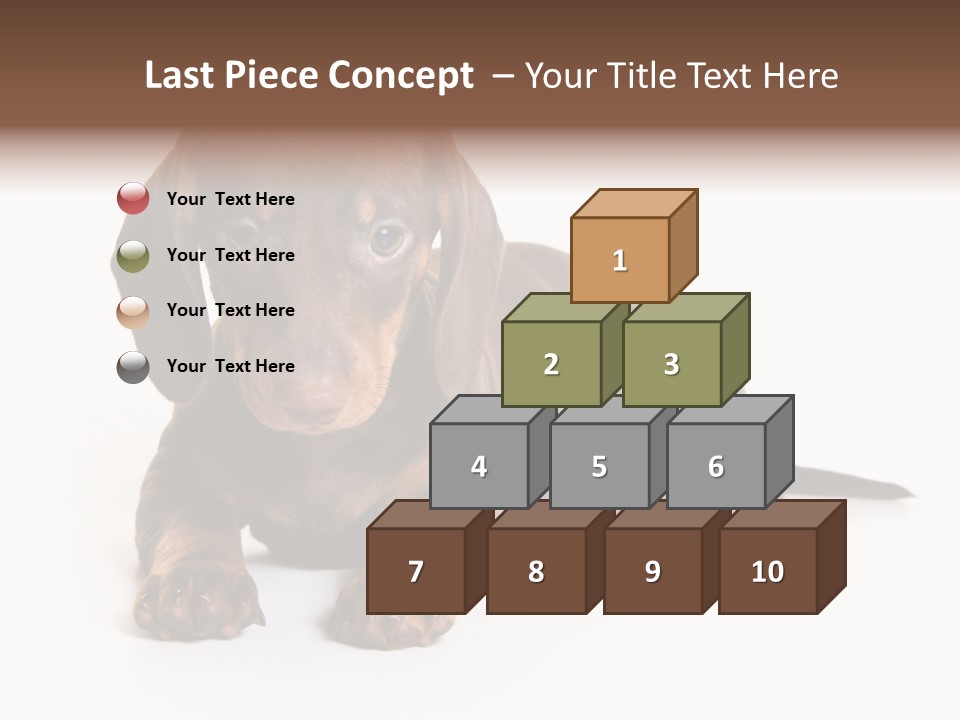 Dachshund On White Background PowerPoint Template