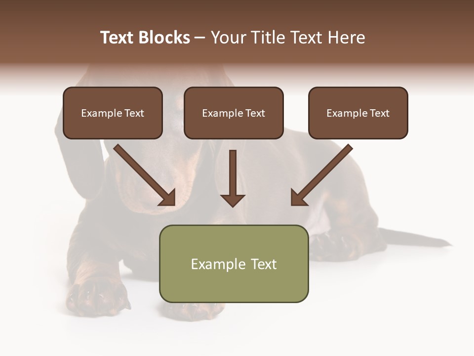 Dachshund On White Background PowerPoint Template