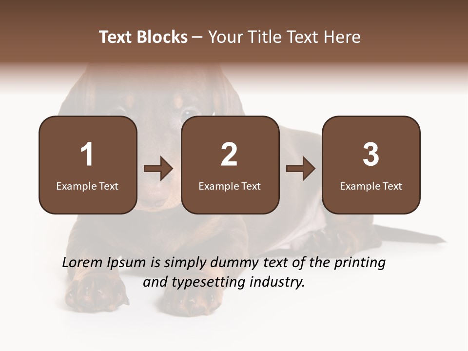 Dachshund On White Background PowerPoint Template