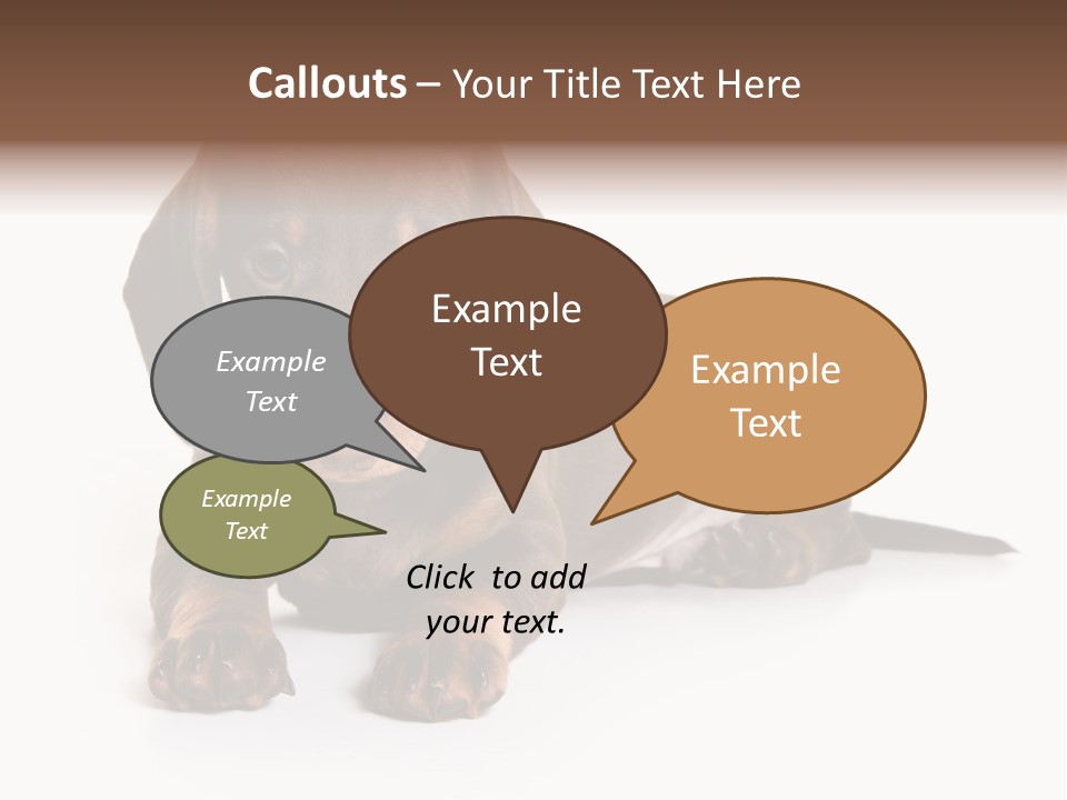 Dachshund On White Background PowerPoint Template