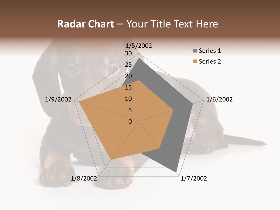 Dachshund On White Background PowerPoint Template