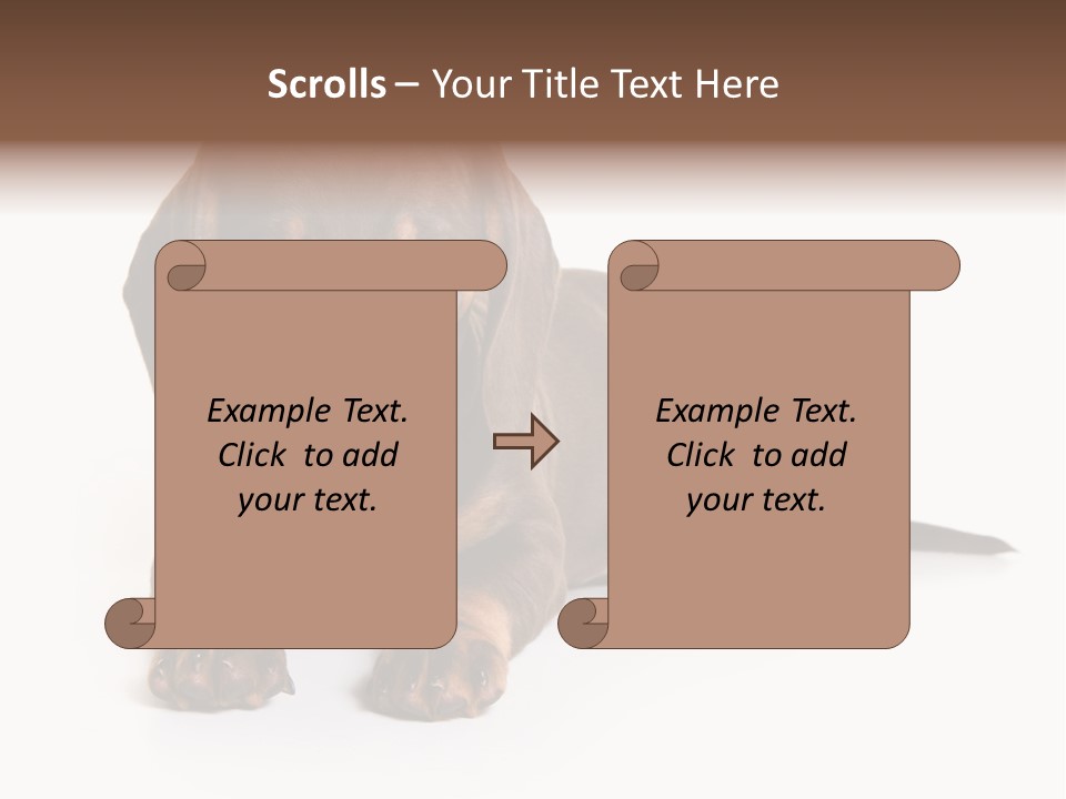 Dachshund On White Background PowerPoint Template