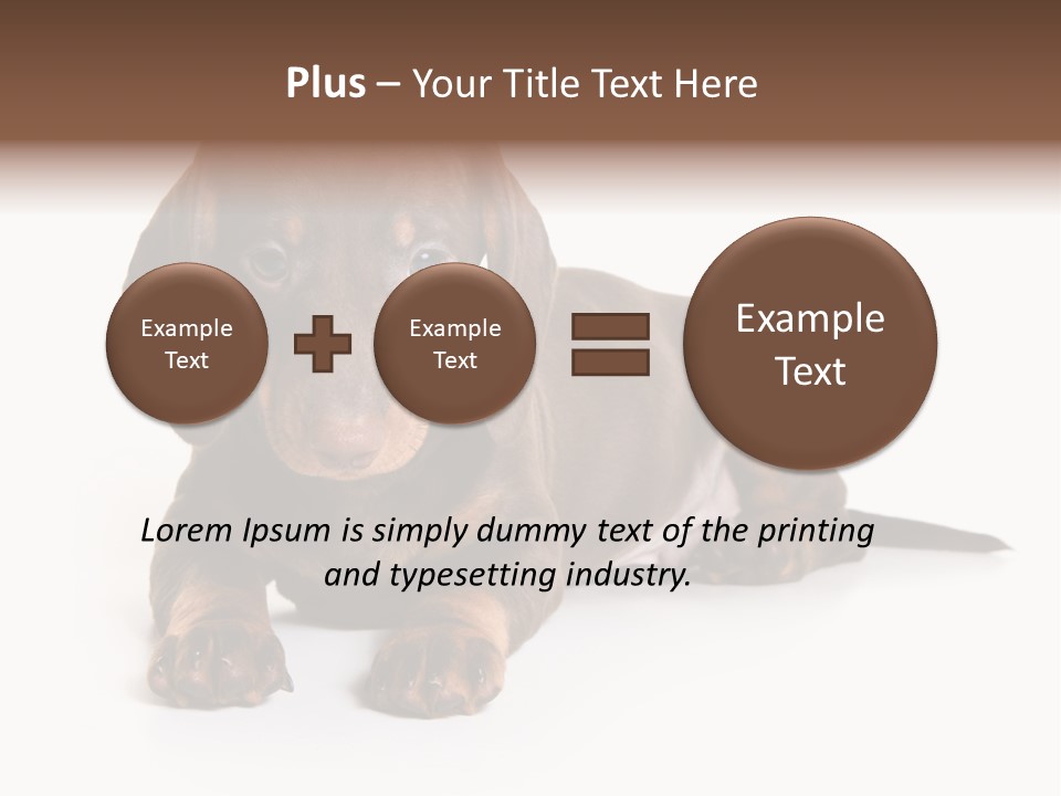 Dachshund On White Background PowerPoint Template
