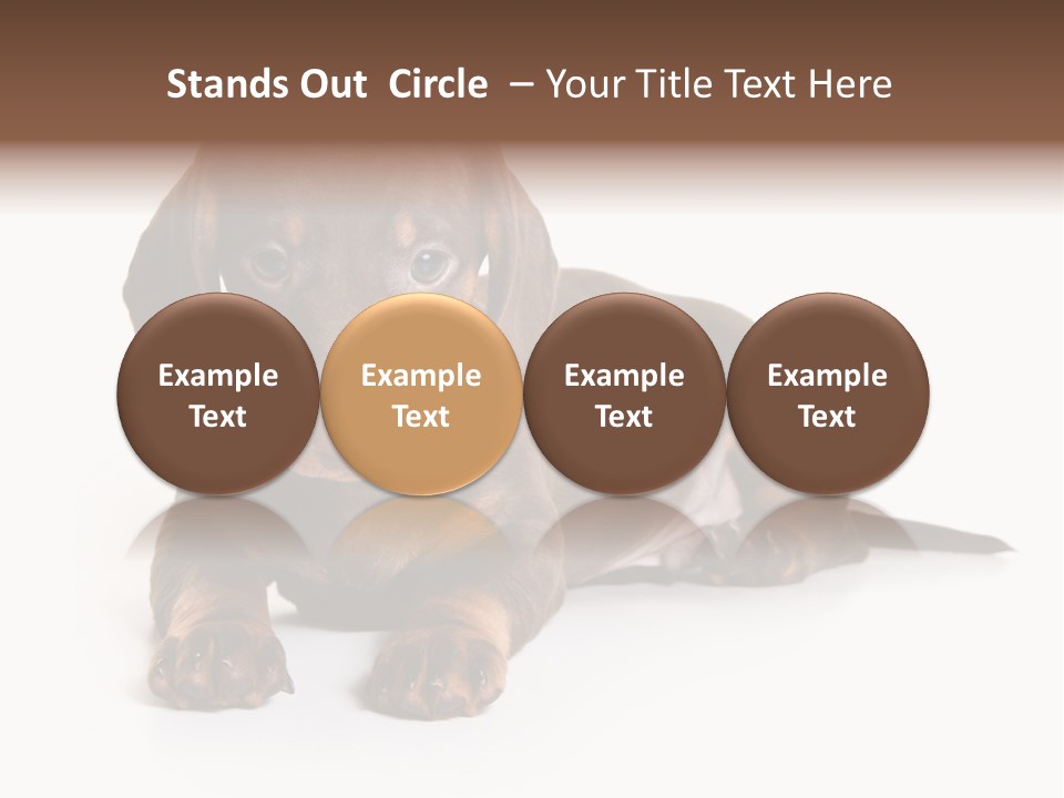 Dachshund On White Background PowerPoint Template