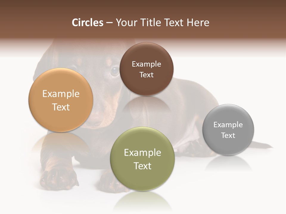 Dachshund On White Background PowerPoint Template