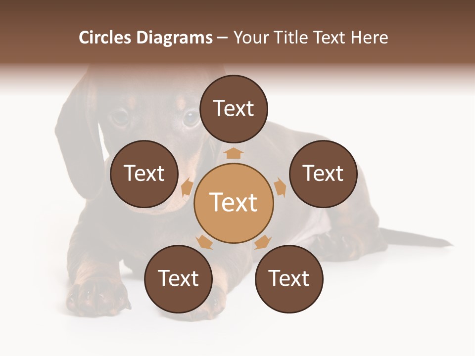 Dachshund On White Background PowerPoint Template