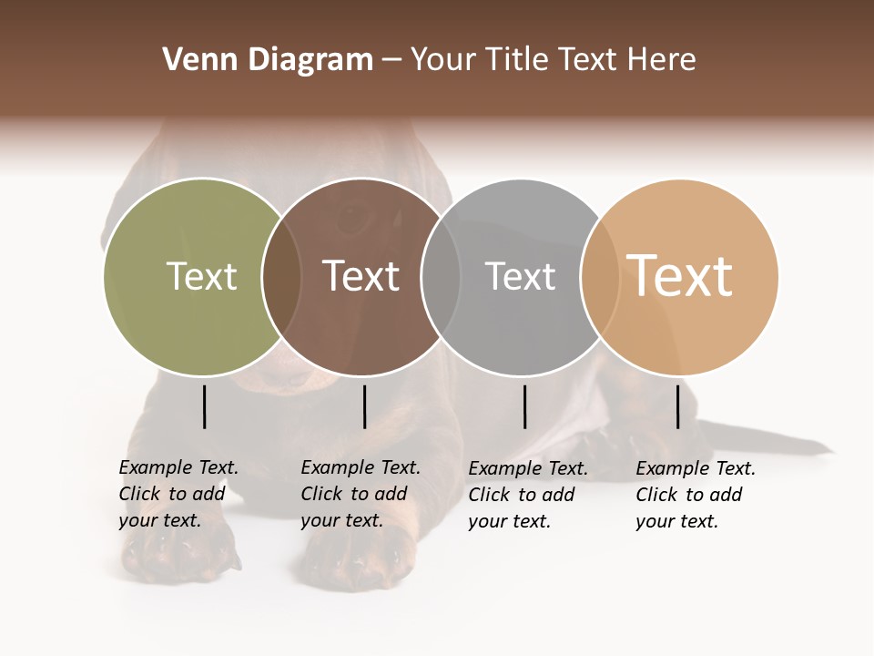 Dachshund On White Background PowerPoint Template