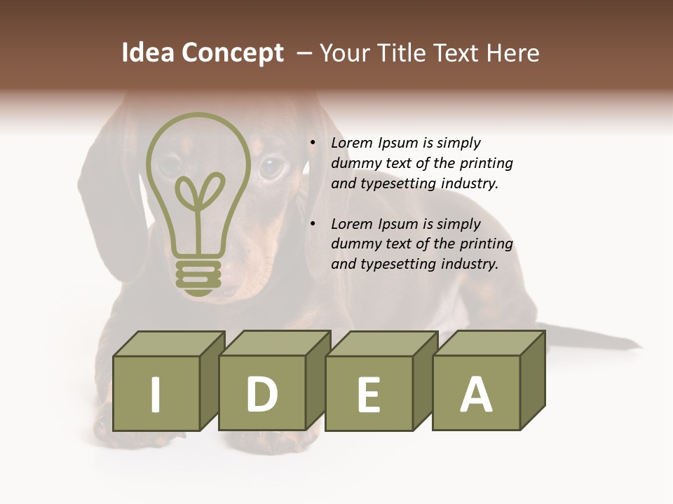 Dachshund On White Background PowerPoint Template