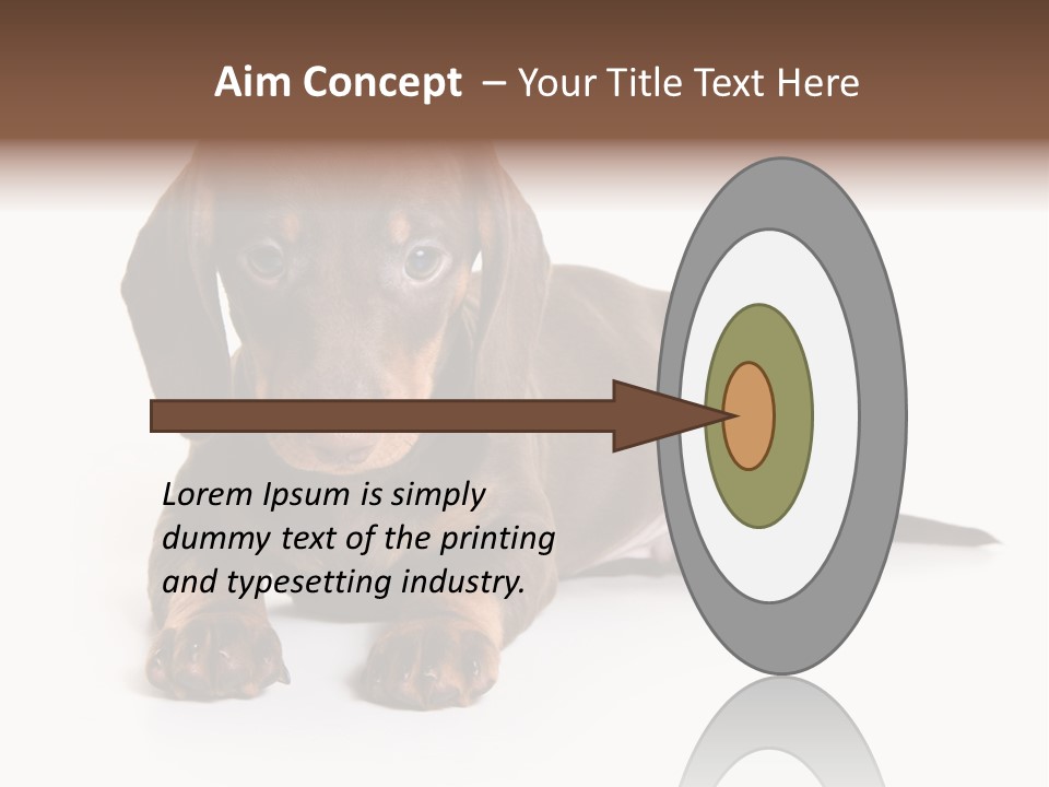 Dachshund On White Background PowerPoint Template