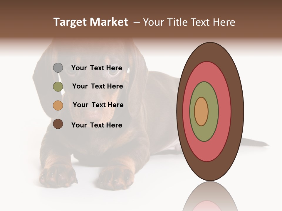 Dachshund On White Background PowerPoint Template