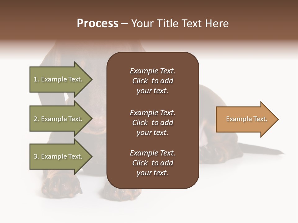 Dachshund On White Background PowerPoint Template