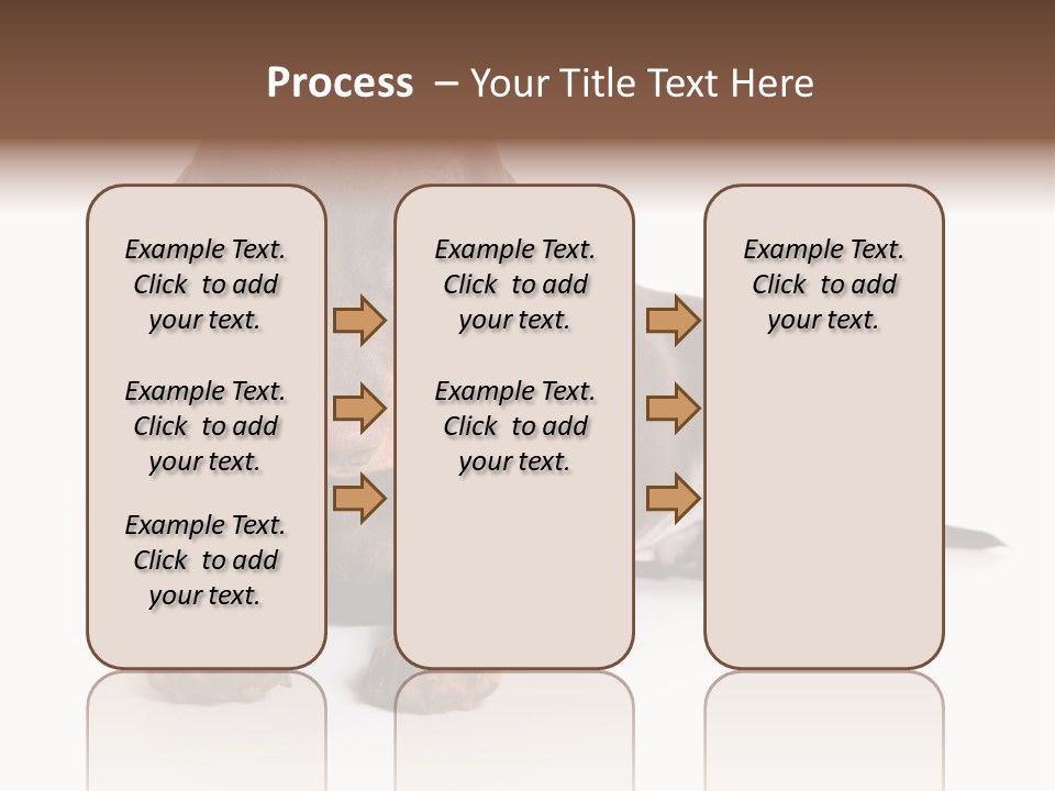 Dachshund On White Background PowerPoint Template