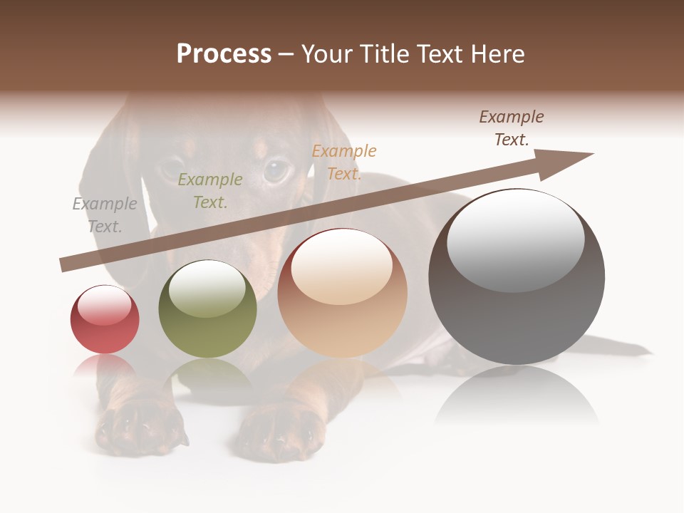 Dachshund On White Background PowerPoint Template