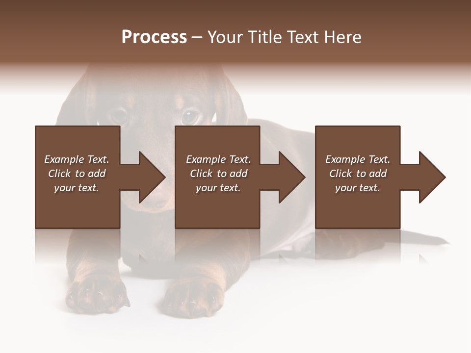 Dachshund On White Background PowerPoint Template