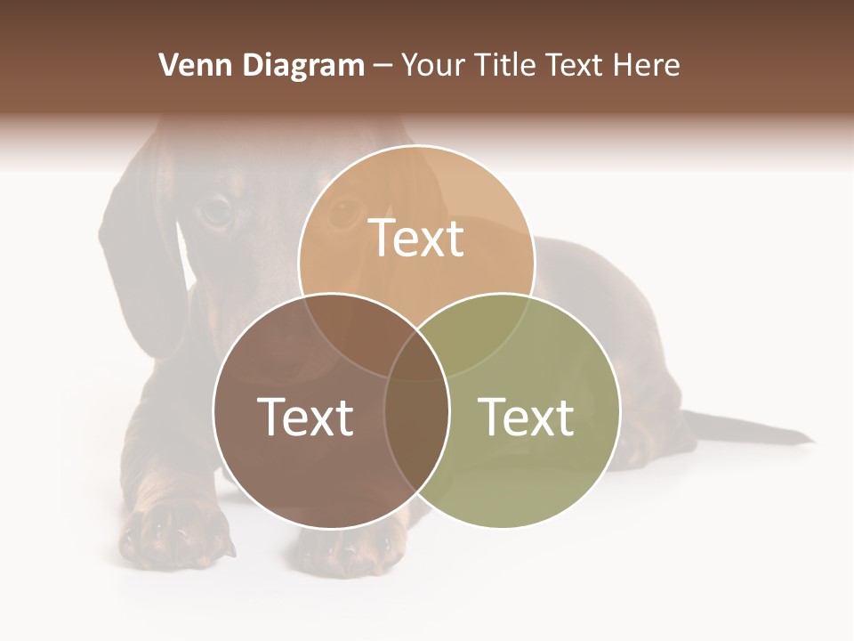 Dachshund On White Background PowerPoint Template