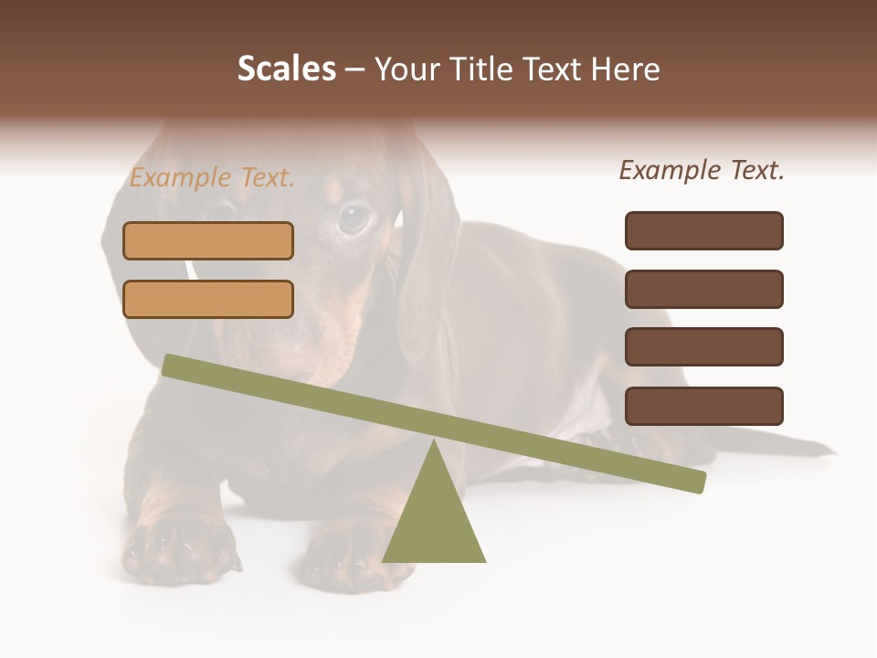 Dachshund On White Background PowerPoint Template