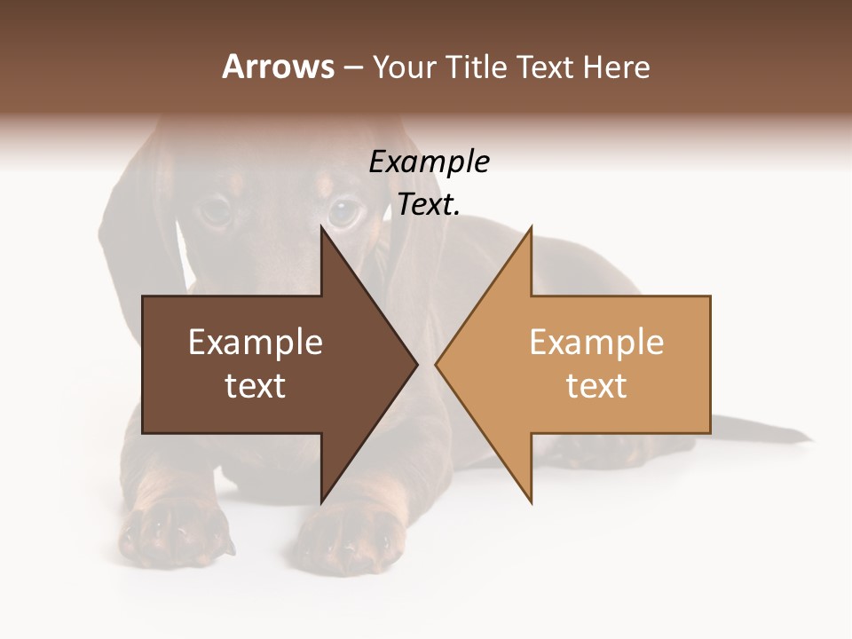 Dachshund On White Background PowerPoint Template