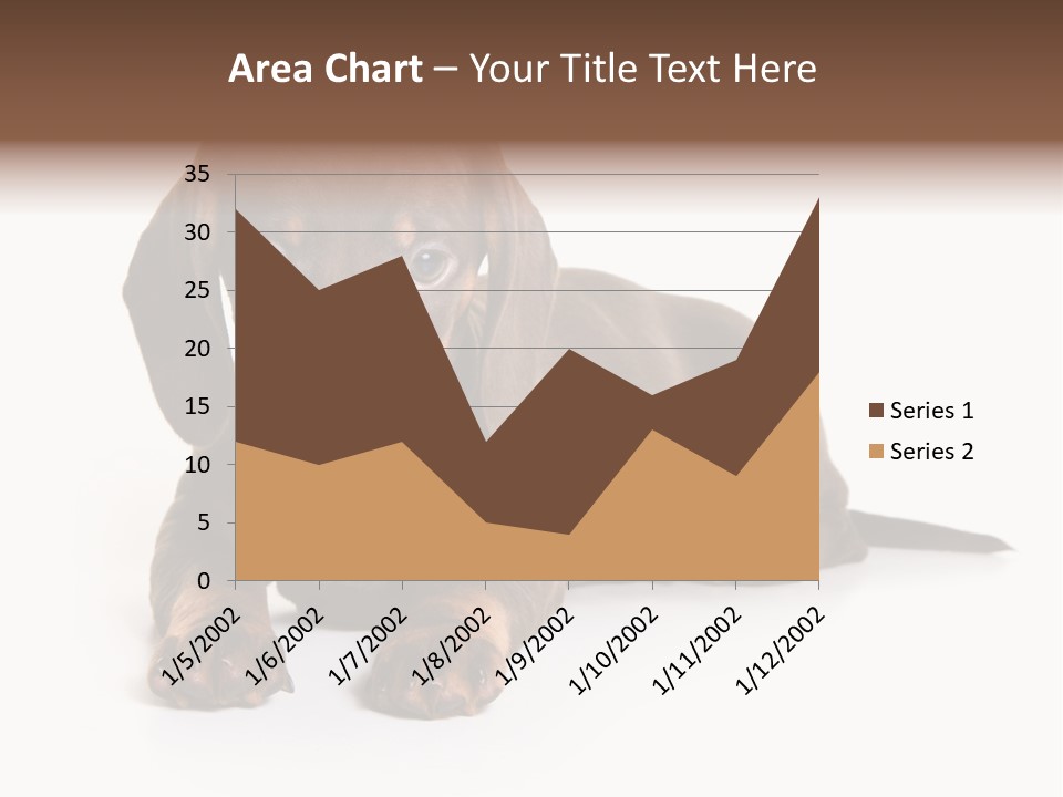 Dachshund On White Background PowerPoint Template