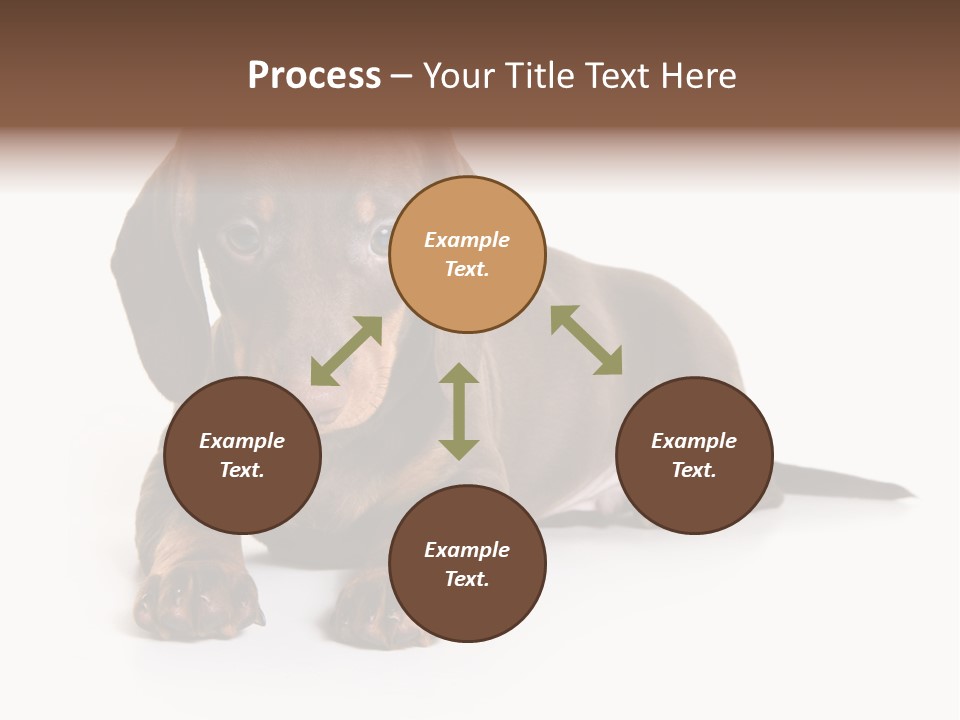 Dachshund On White Background PowerPoint Template