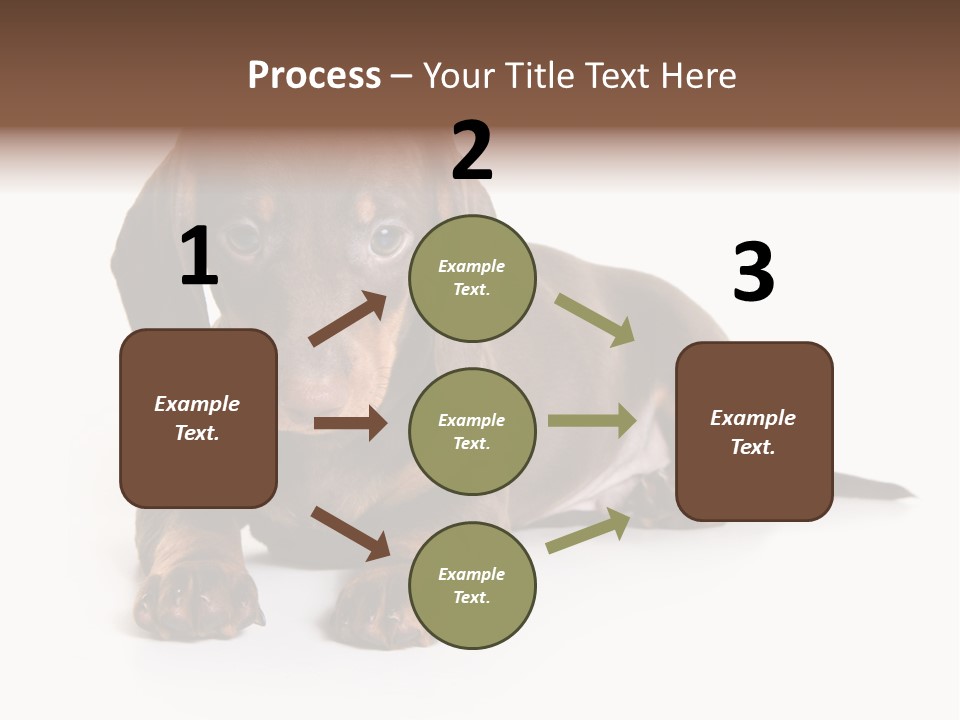 Dachshund On White Background PowerPoint Template