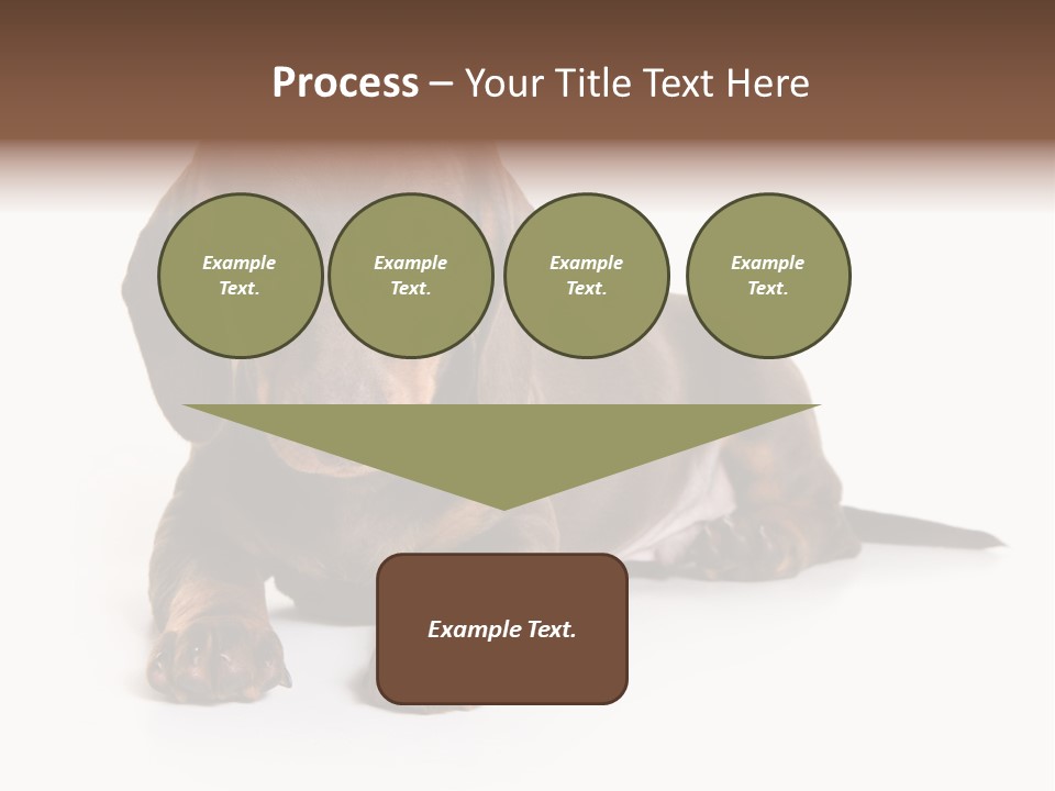 Dachshund On White Background PowerPoint Template